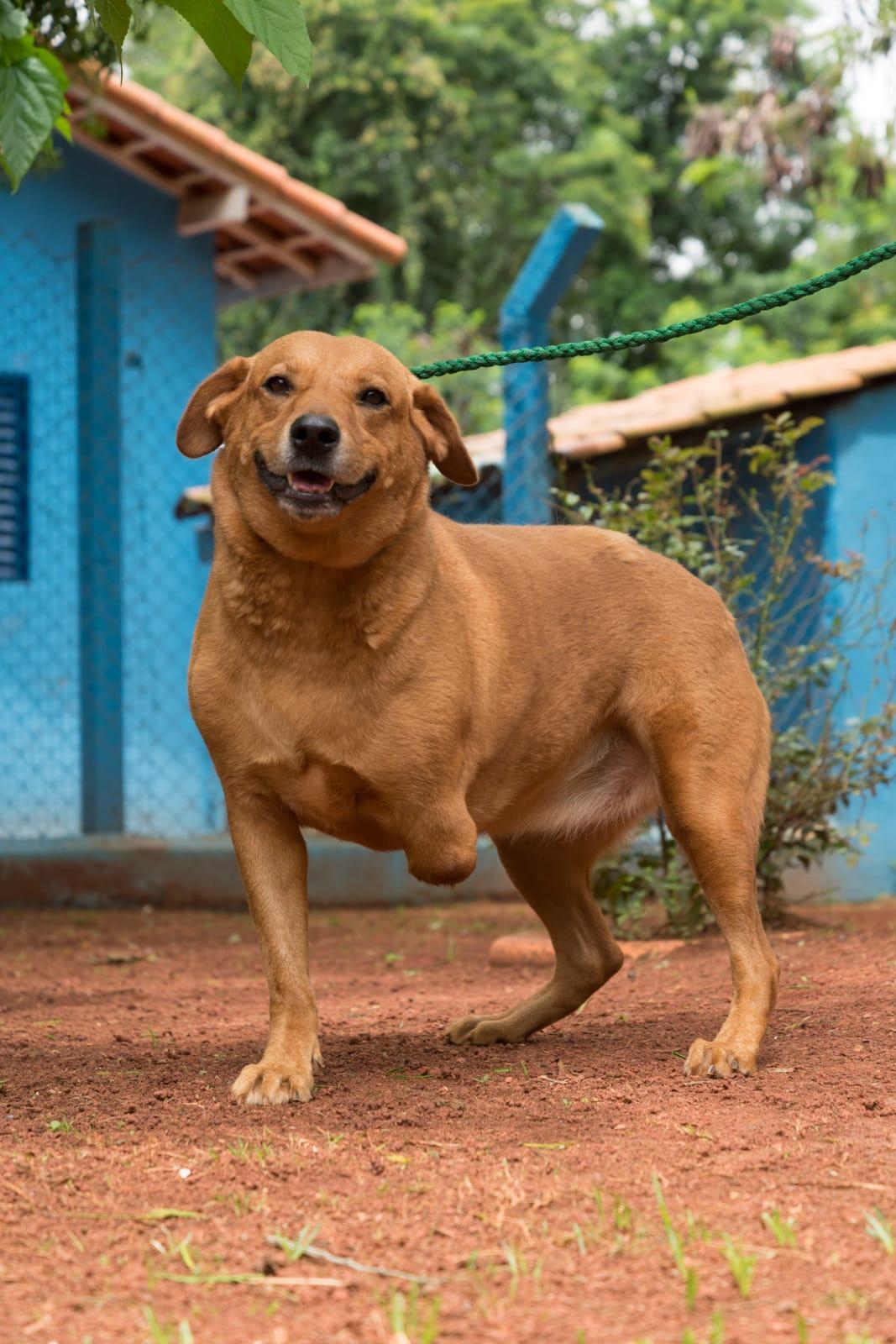 NO PRIMEIRO SÁBADO DE ABRIL, PREFEITURA REALIZA FEIRA DE ADOÇÃO DE CÃES NA PRAÇA DA MATRIZ