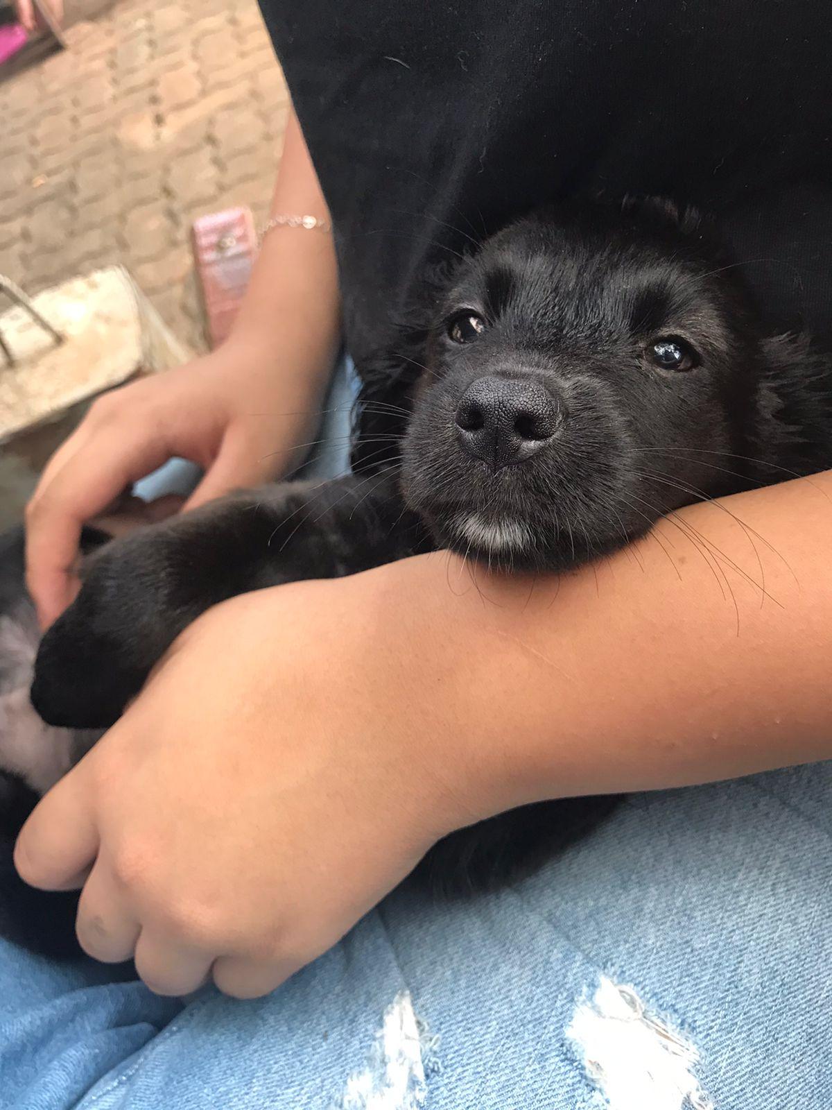 14 FILHOTES RESGATADOS PELO CANIL MUNICIPAL SÃO ADOTADOS EM FEIRA DE ANIMAIS REALIZADA PELA PREFEITURA NA PRAÇA DA MATRIZ