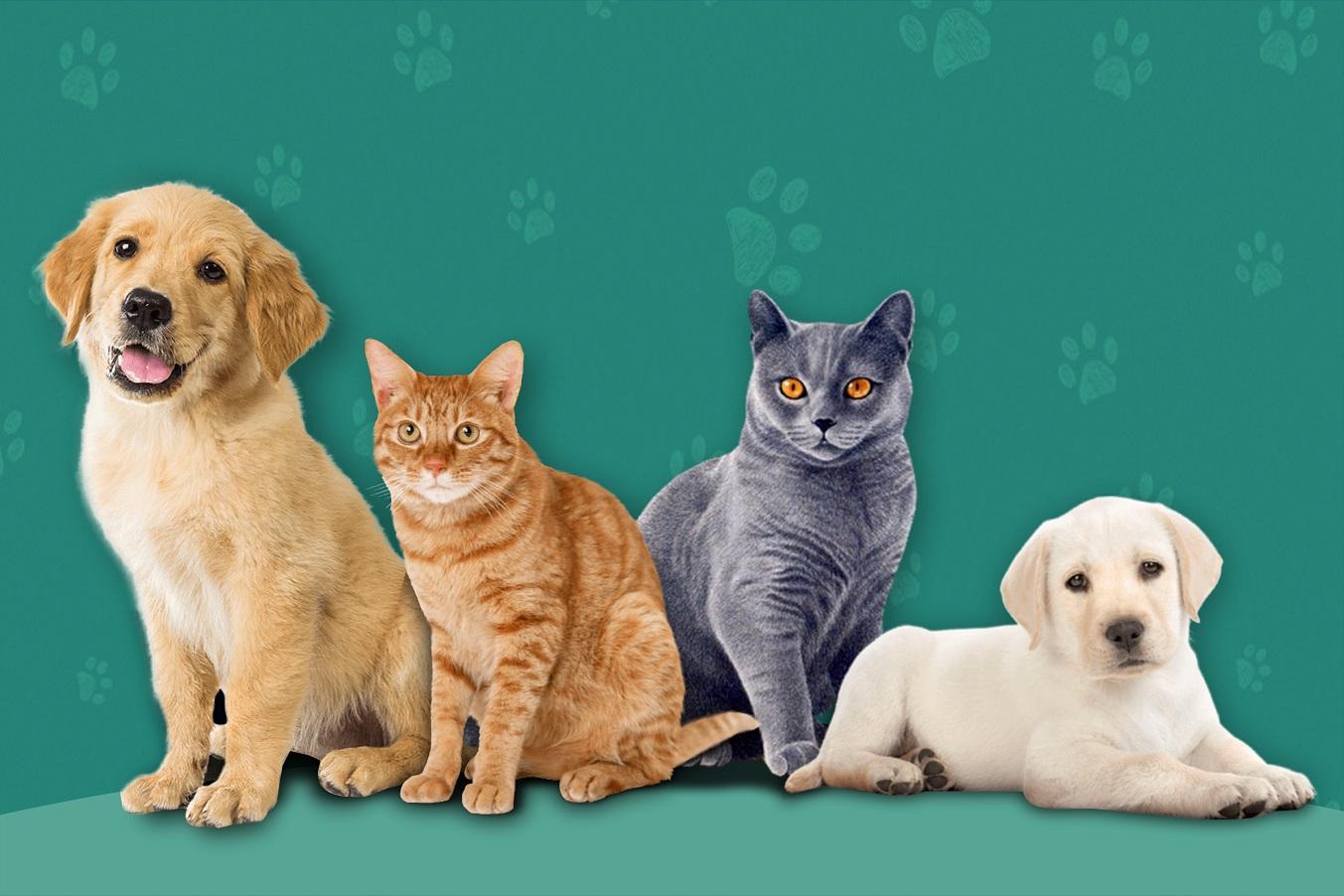 Download A Vacinação De Cães E Gatos - Caes E Gatos Desenho - Full