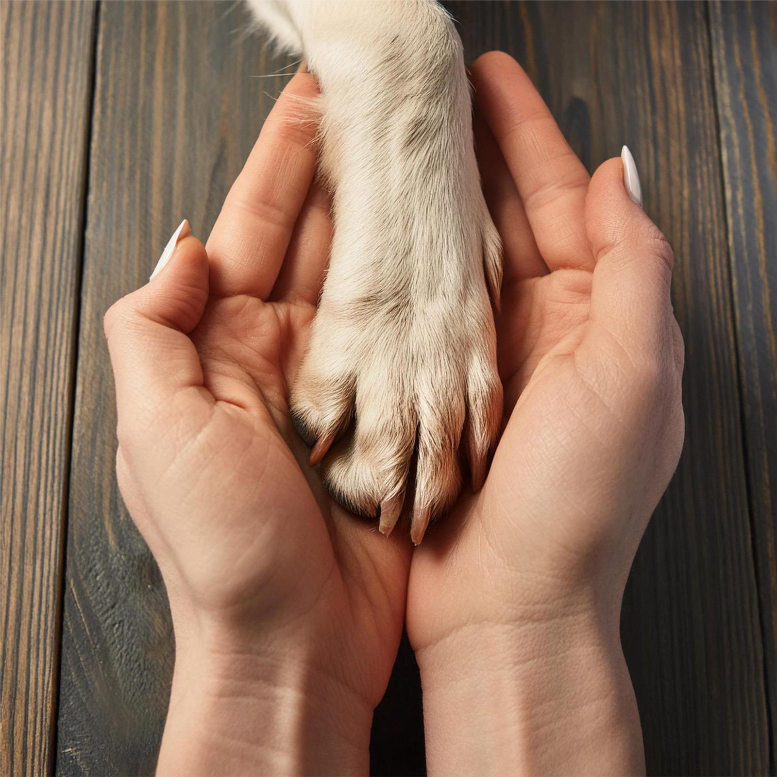 PREFEITURA ABRE CHAMAMENTO PÚBLICO PARA CADASTRAMENTO DE PROTETORES INDEPENDENTES DE ANIMAIS