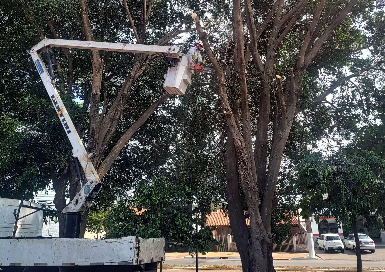 245 SERVIÇOS DE MANUTENÇÃO DE ÁRVORES SÃO REALIZADOS PELA PREFEITURA EM UM MÊS