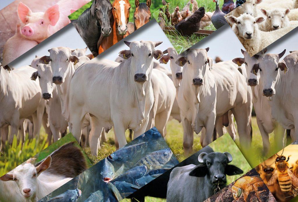 PREFEITURA ALERTA PARA RETA FINAL DA CAMPANHA DE ATUALIZAÇÃO DE REBANHOS